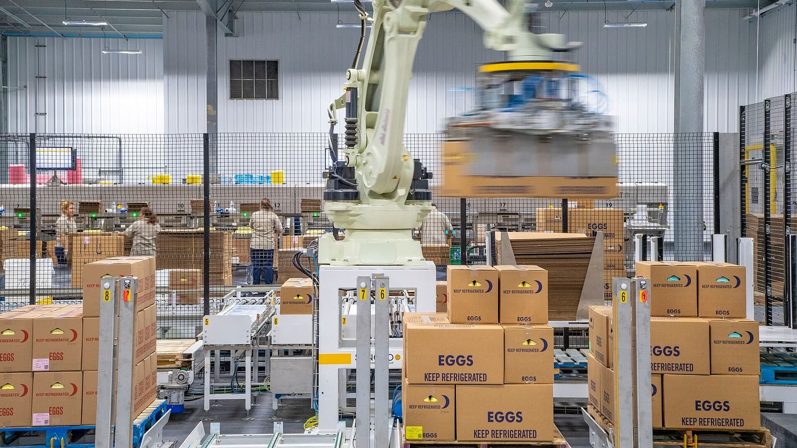 An automated egg-packing line surrounded by shipping cartons marked Eggs.
