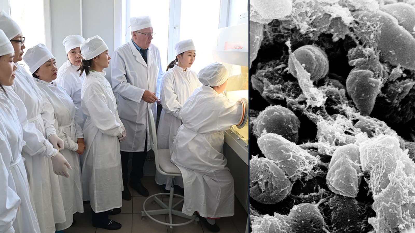 Researchers work in a laboratory at the Irkutsk Anti-Plague Institute beside a scanning electron micrograph of Yersinia pestis bacteria.